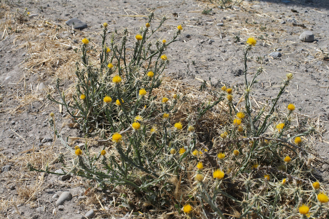 Image of Centaurea solstitialis specimen.