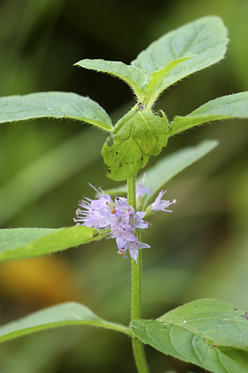 Image of Mentha arvensis specimen.