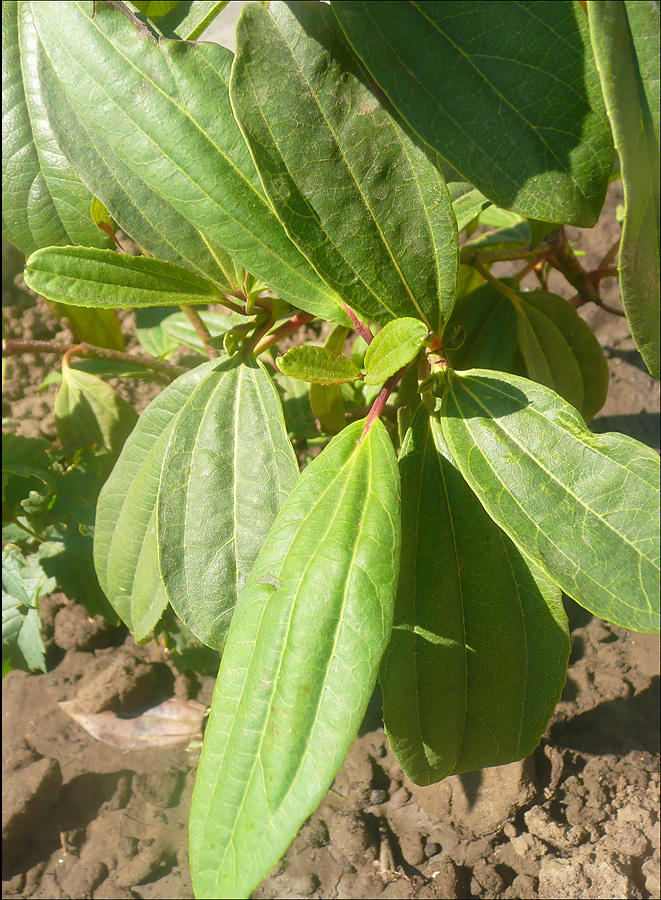 Image of Viburnum cinnamomifolium specimen.