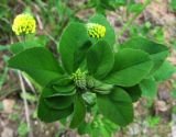 Medicago lupulina. Верхушка побега с соцветиями. Московская обл., Одинцовский р-н, г. Кубинка, пустырь. 27.05.2011.