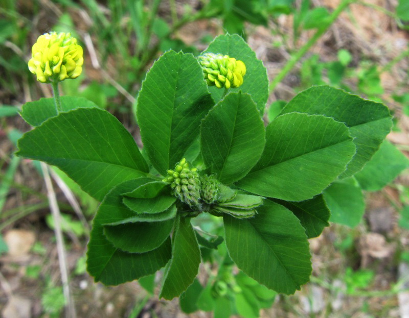 Image of Medicago lupulina specimen.