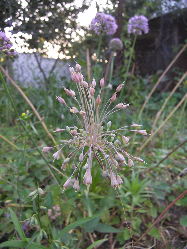 Image of Allium paczoskianum specimen.