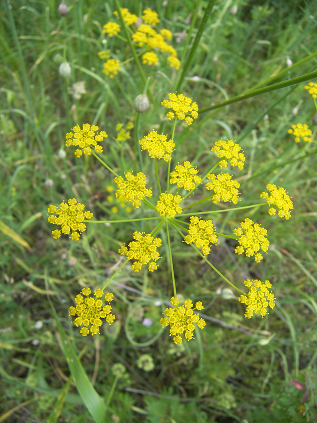 Изображение особи семейство Apiaceae.