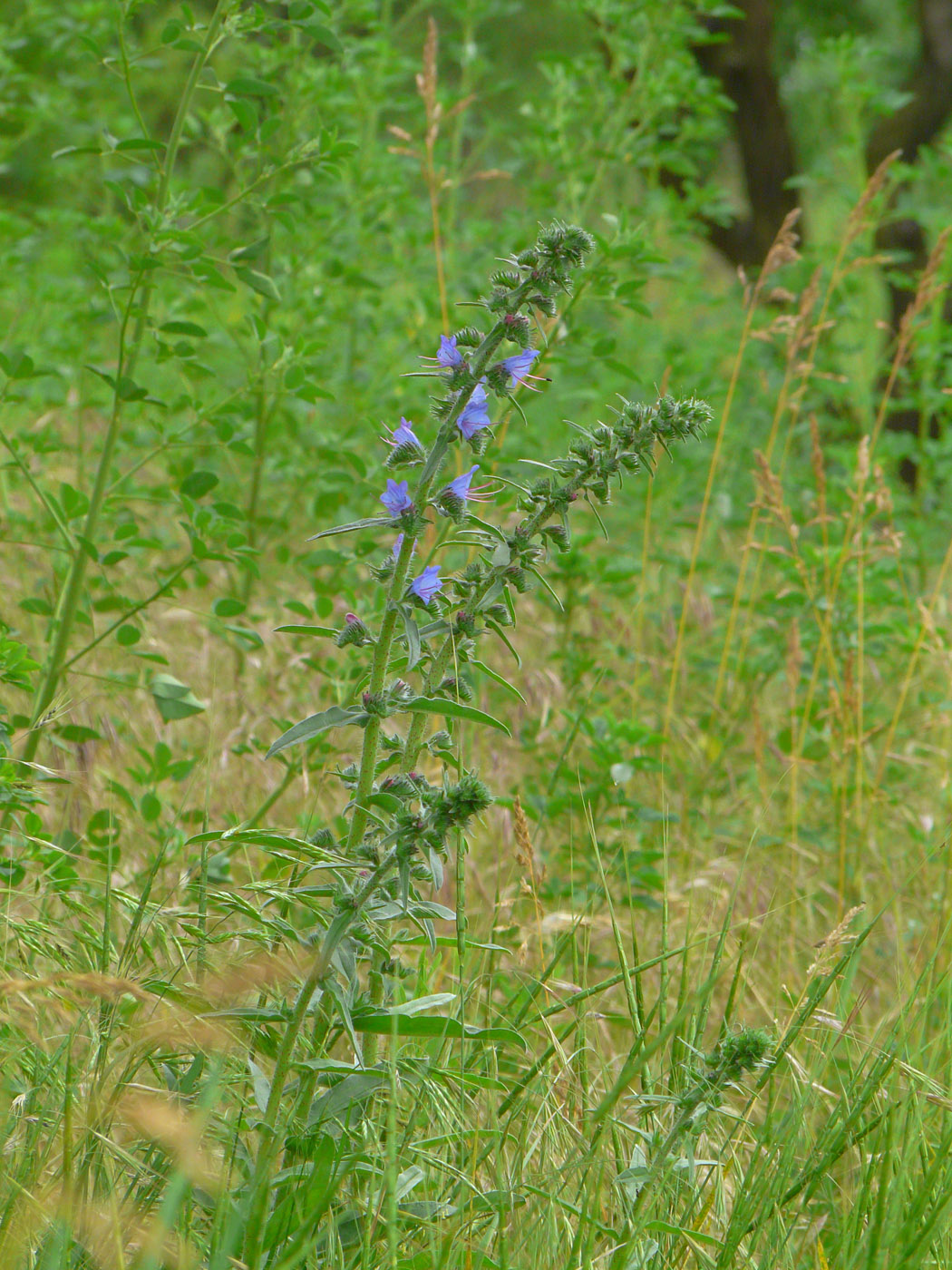 Image of Echium vulgare specimen.