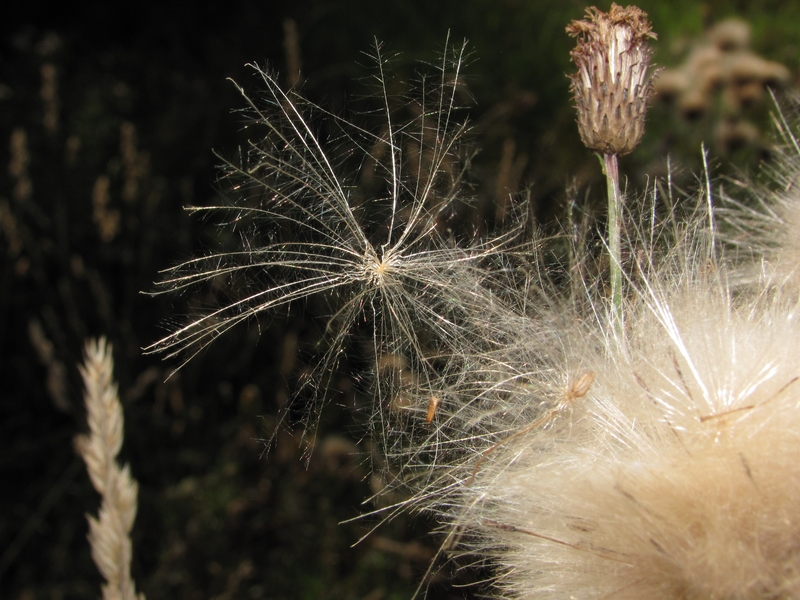 Изображение особи Cirsium arvense.