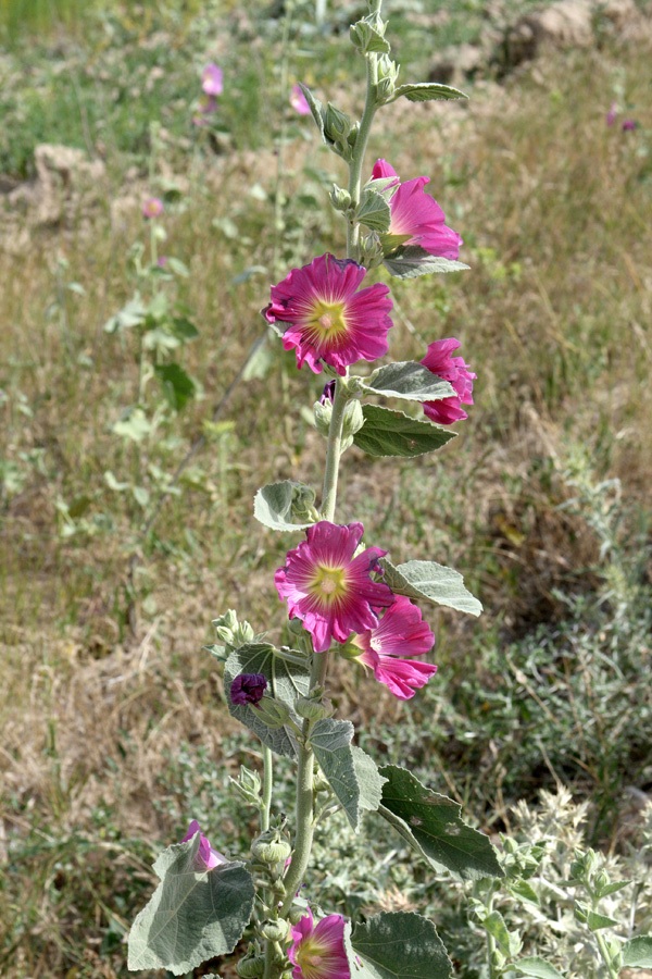 Изображение особи Alcea rhyticarpa.