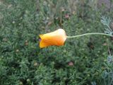 Eschscholzia californica