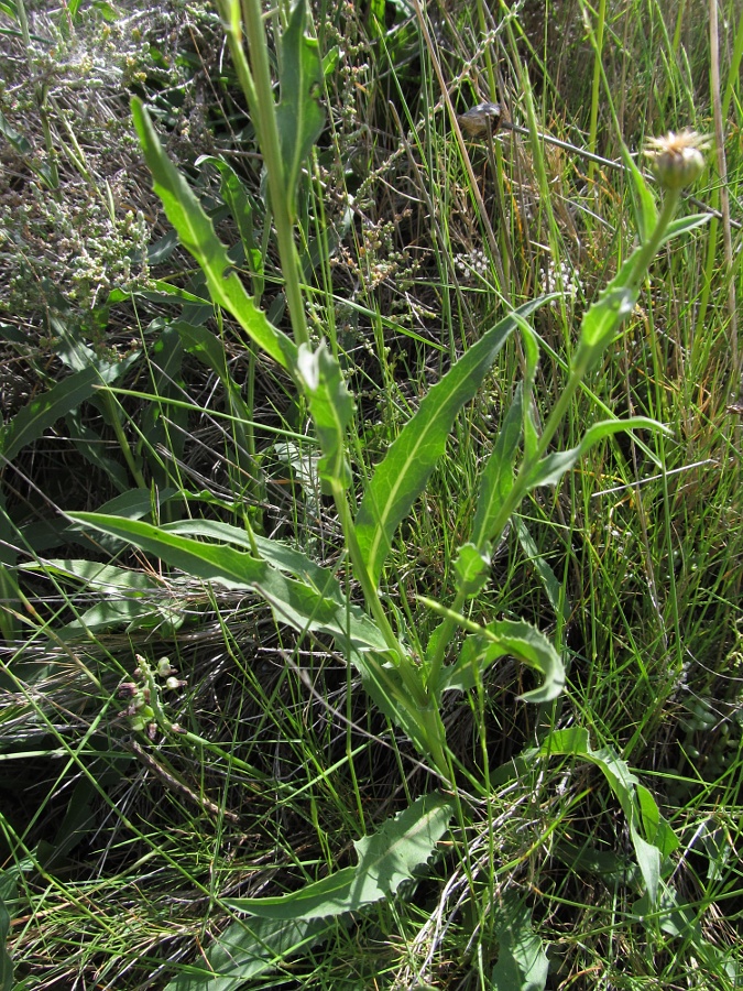 Image of familia Asteraceae specimen.