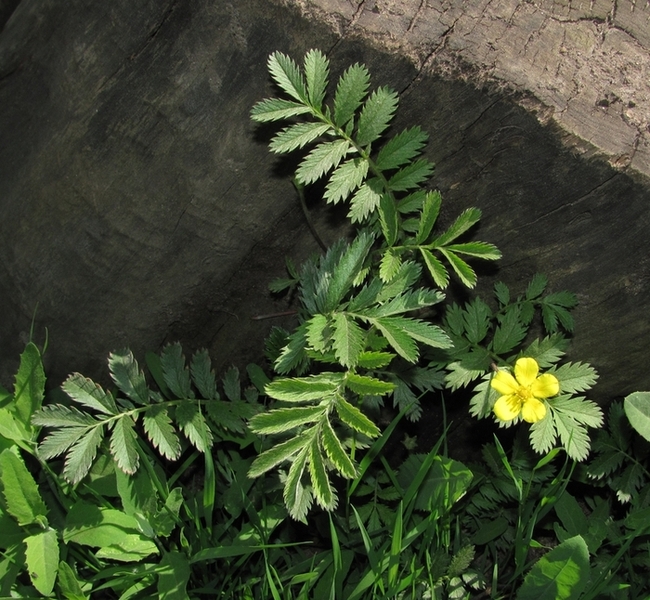 Изображение особи Potentilla anserina.