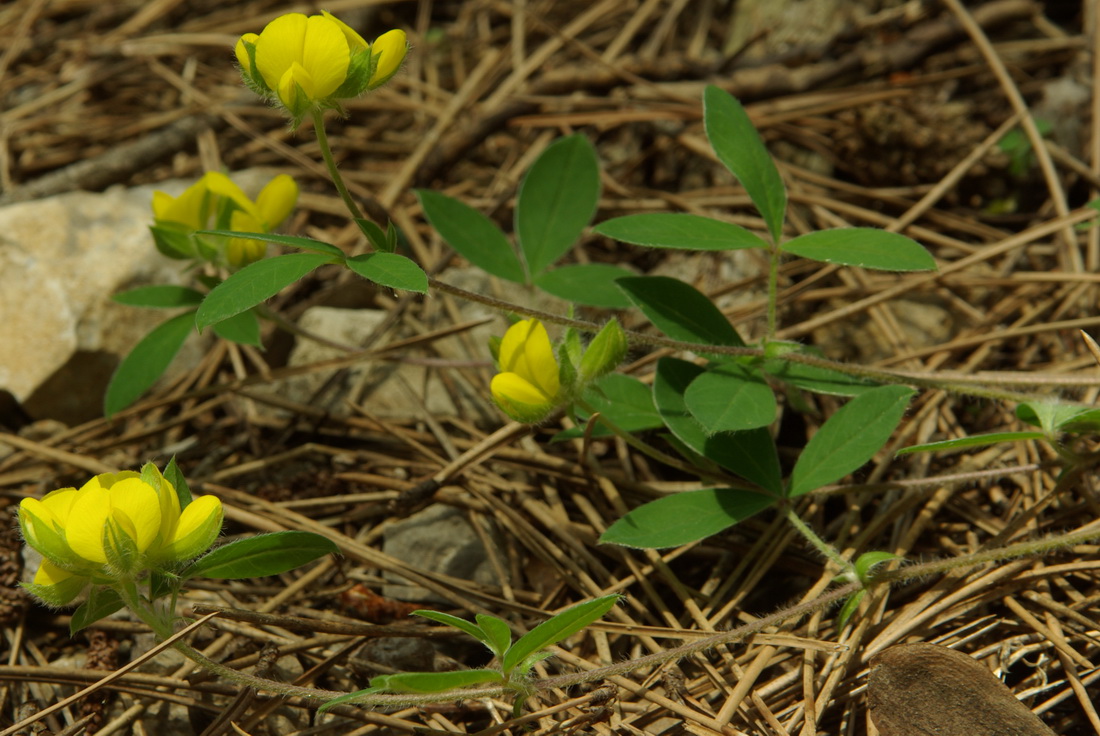 Изображение особи Argyrolobium biebersteinii.