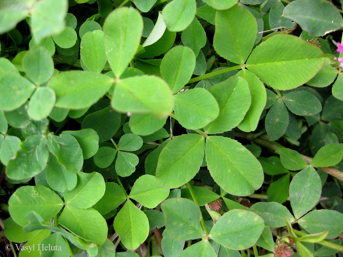 Изображение особи Trifolium hybridum.