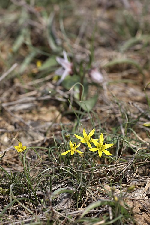 Image of genus Gagea specimen.