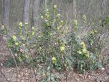 Mahonia aquifolium