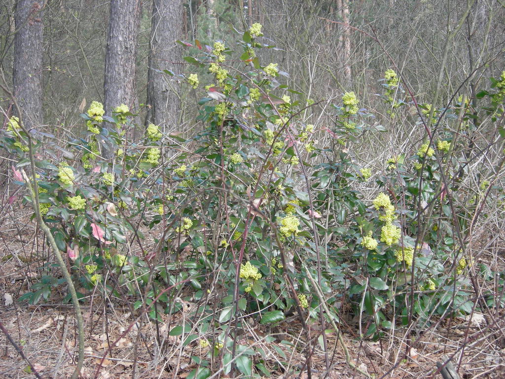 Изображение особи Mahonia aquifolium.