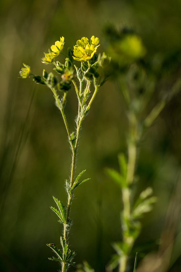 Image of Potentilla recta specimen.