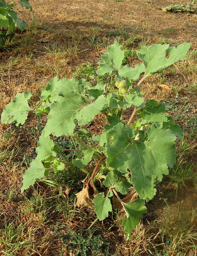 Image of Xanthium orientale specimen.