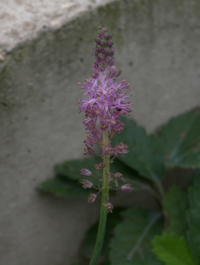 Image of Scilla scilloides specimen.