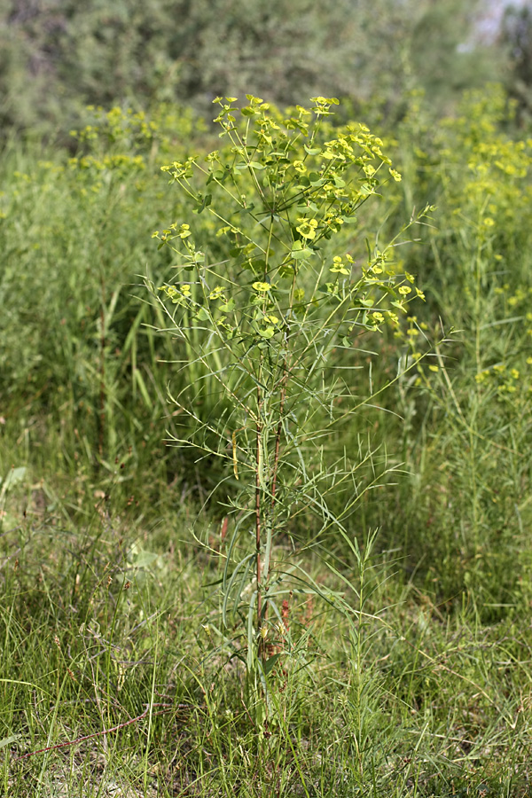 Image of Euphorbia jaxartica specimen.