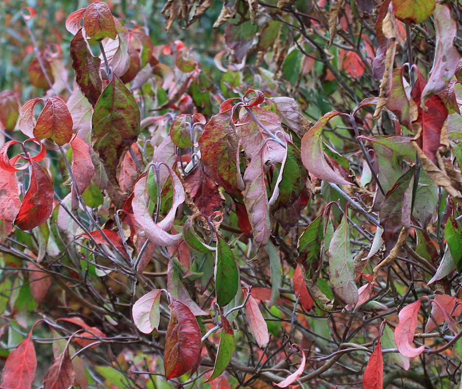 Image of Cynoxylon florida specimen.