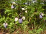 Aquilegia parviflora