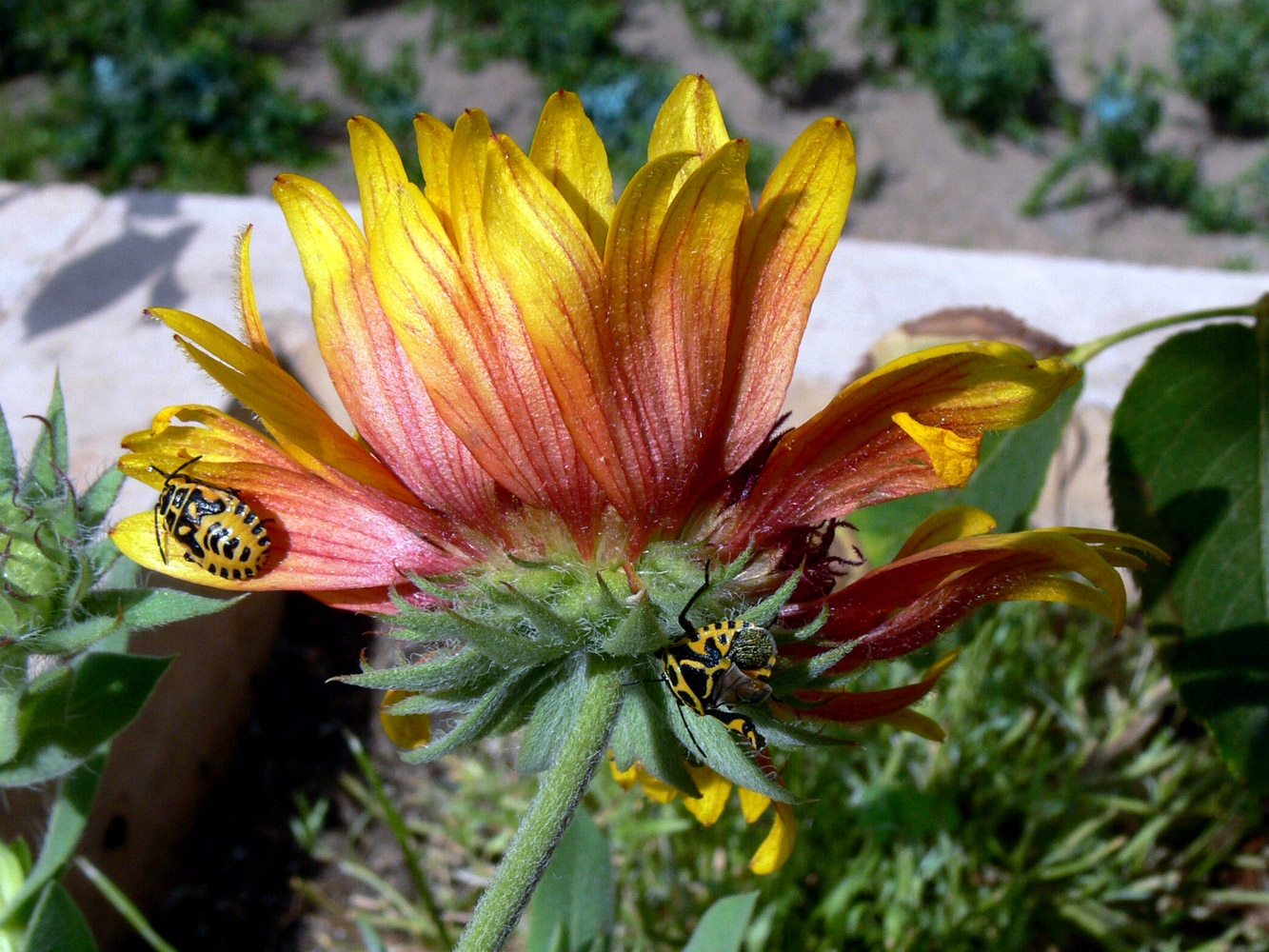 Изображение особи Gaillardia &times; hybrida.