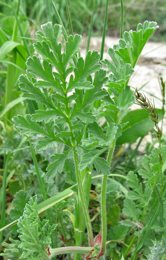 Image of Erodium ciconium specimen.