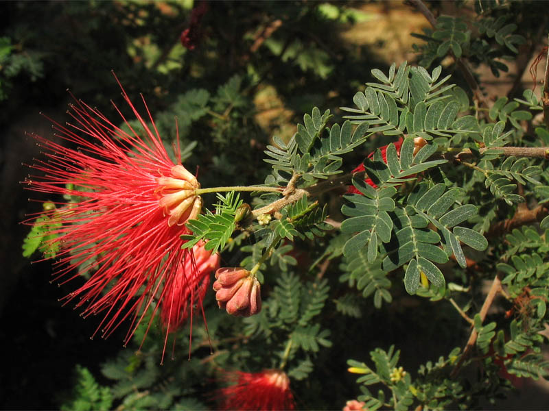 Image of Calliandra californica specimen.