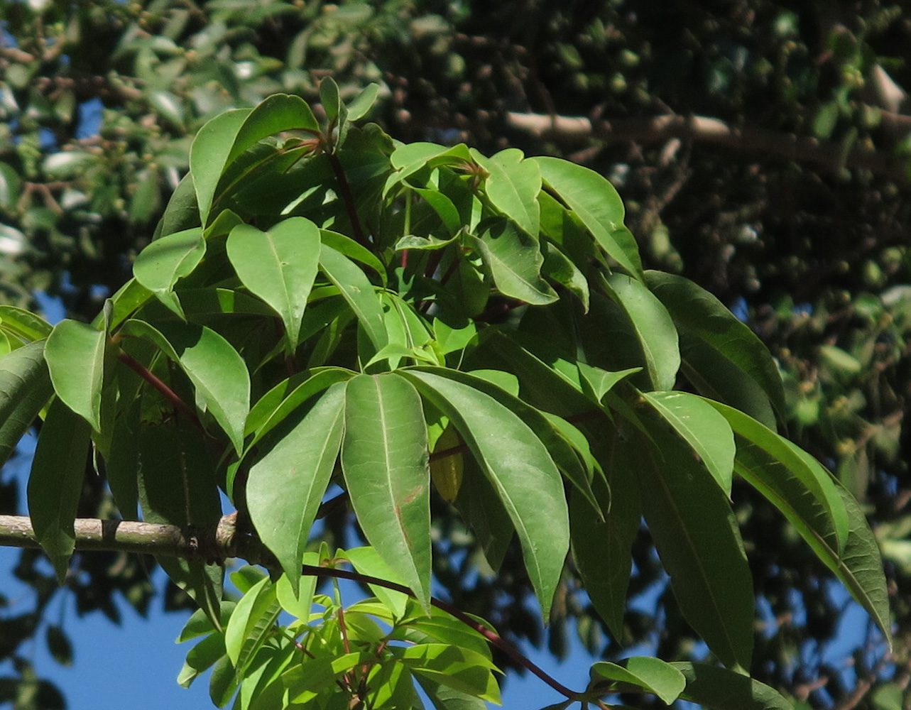 Image of Ceiba pentandra specimen.