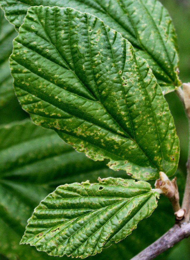 Image of Hamamelis mollis specimen.