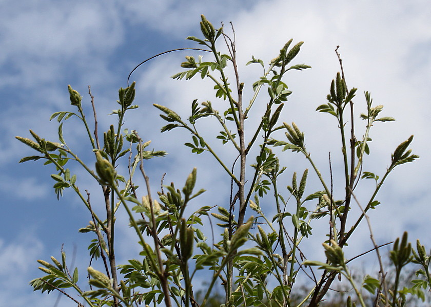 Изображение особи Amorpha fruticosa.