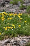 Tulipa lemmersii. Аспект цветущих растений. Южный Казахстан, край плато над каньоном Машат. 08.04.2013.