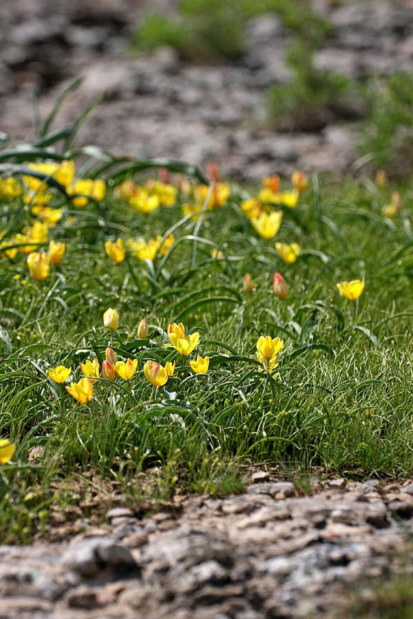 Image of Tulipa lemmersii specimen.