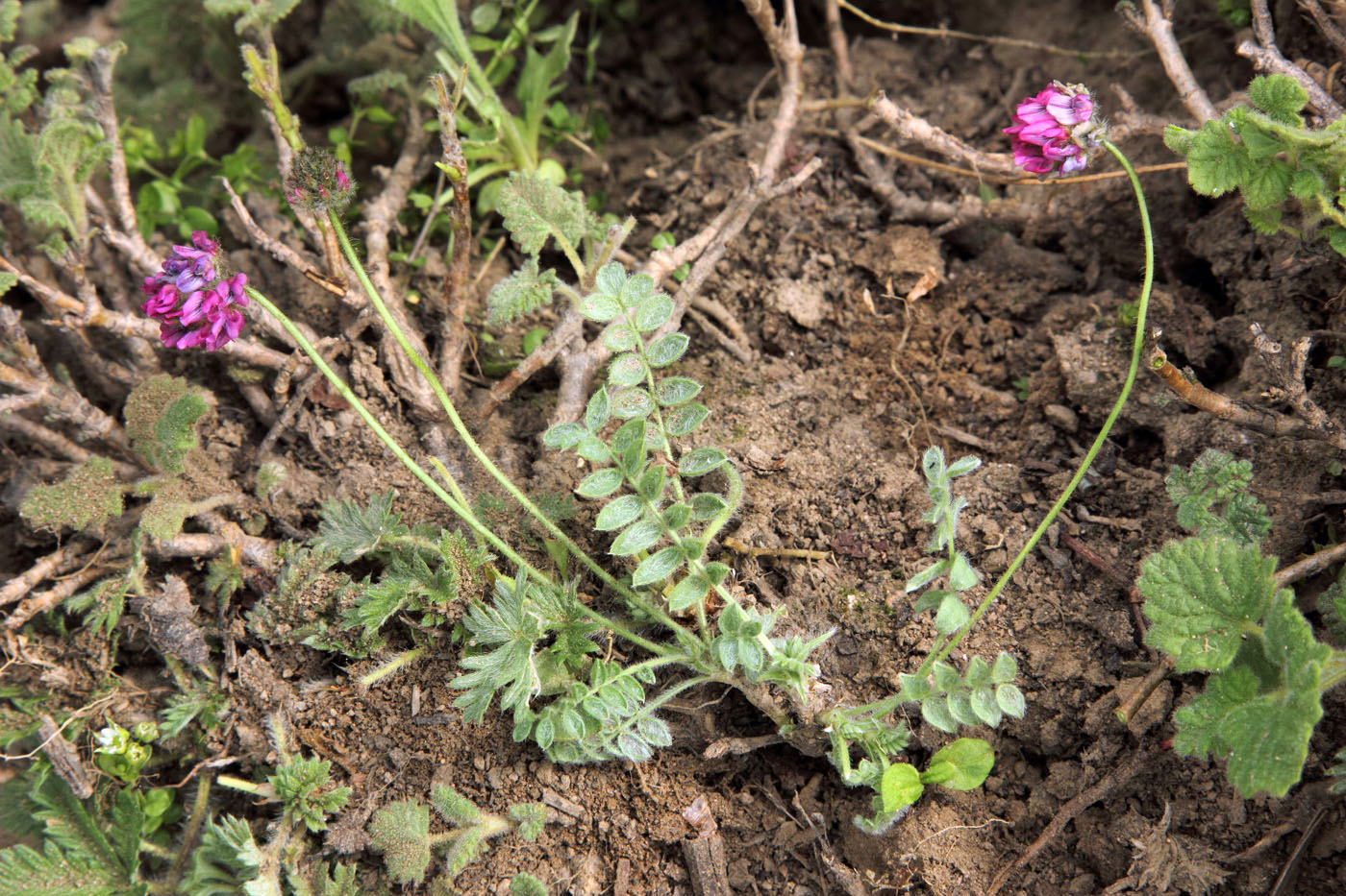 Изображение особи Oxytropis microsphaera.