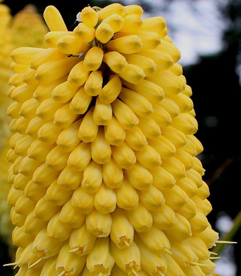 Изображение особи Kniphofia uvaria.