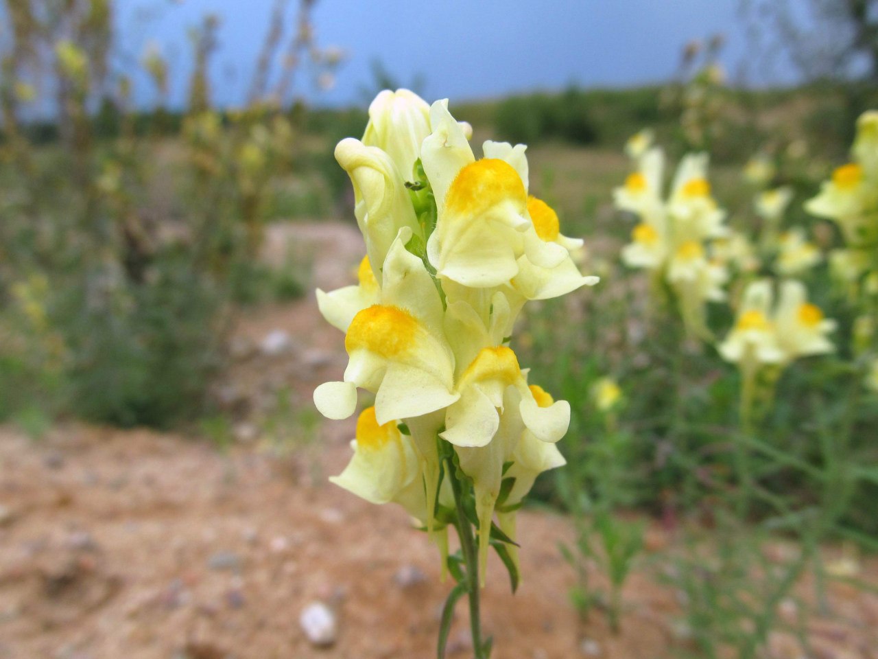 Изображение особи Linaria vulgaris.