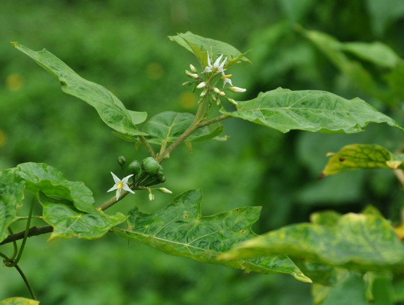 Image of Solanum torvum specimen.
