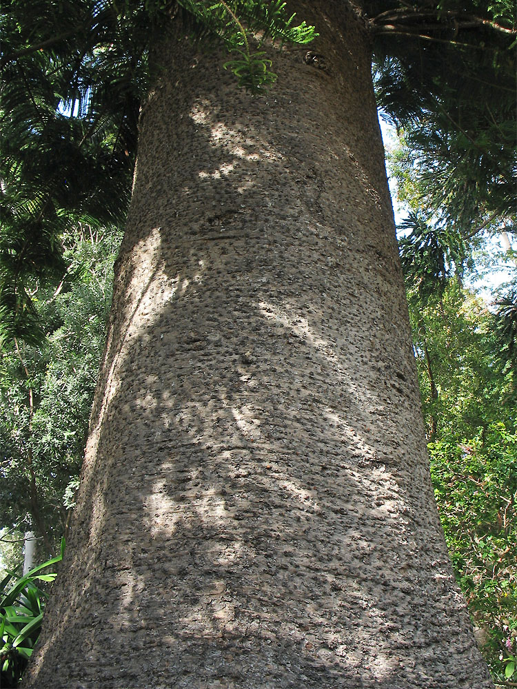 Image of Araucaria heterophylla specimen.