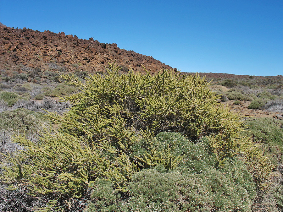 Image of Adenocarpus viscosus specimen.