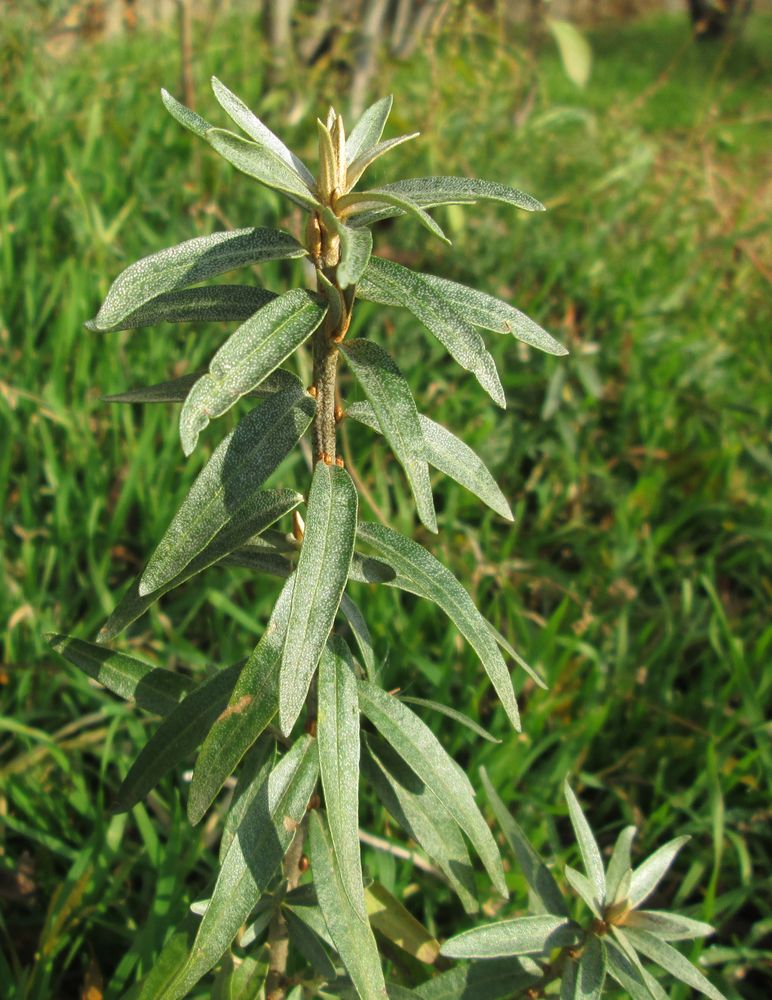 Image of Hippophae rhamnoides specimen.