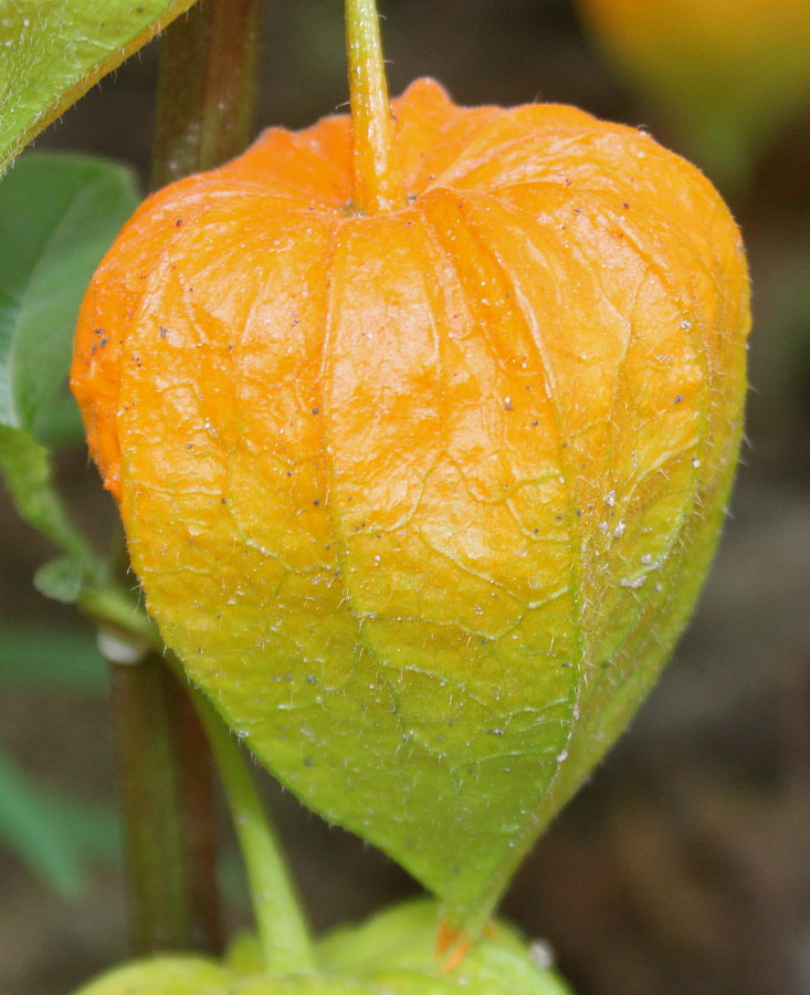 Image of Alkekengi officinarum specimen.