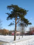 Pinus sylvestris