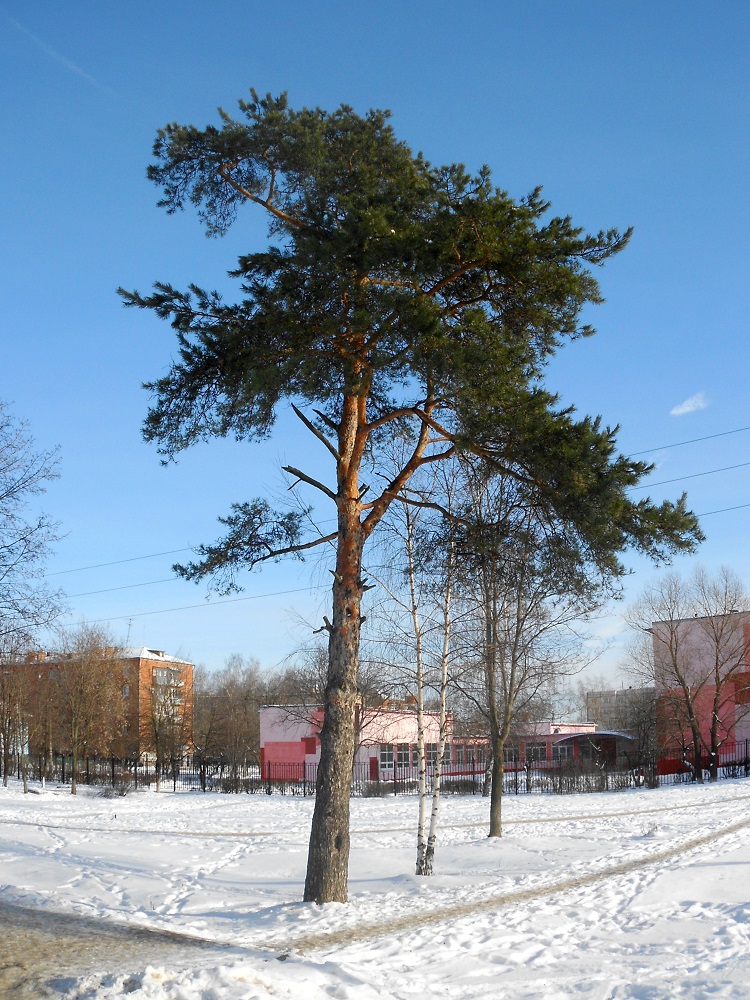 Image of Pinus sylvestris specimen.