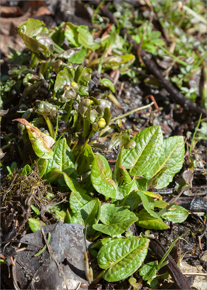 Image of Rumex obtusifolius specimen.