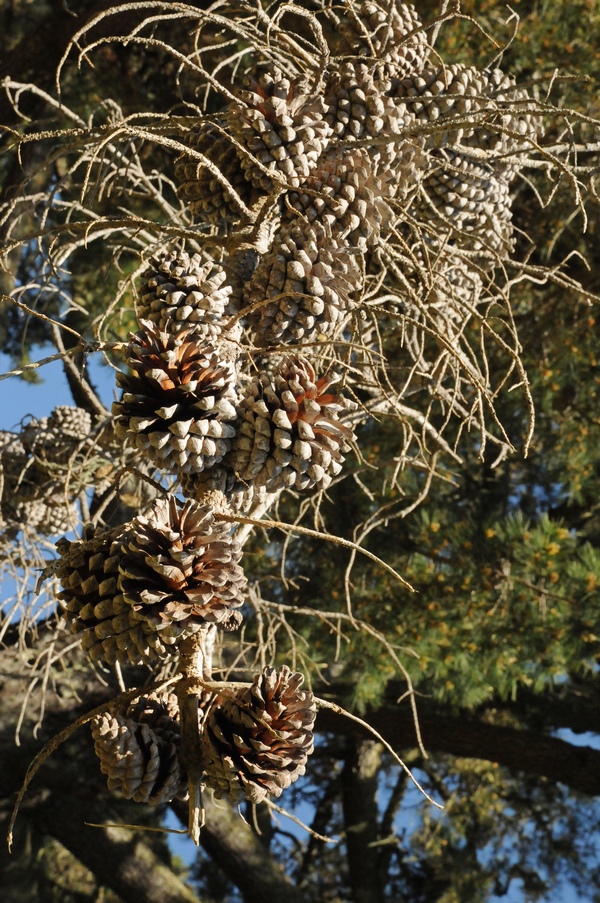 Изображение особи Pinus radiata.