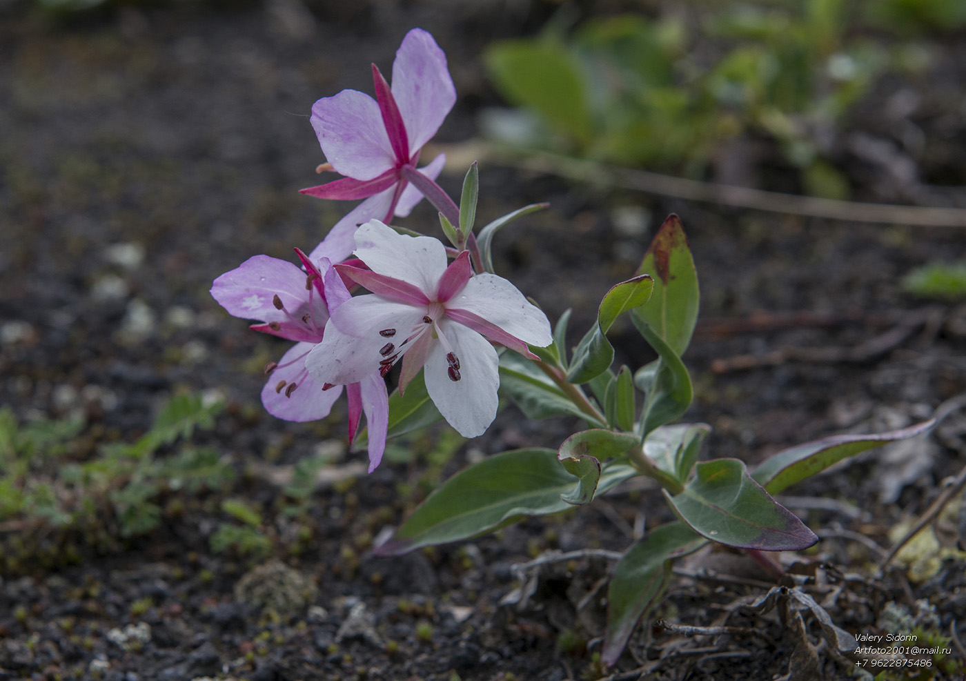 Изображение особи Chamaenerion latifolium.