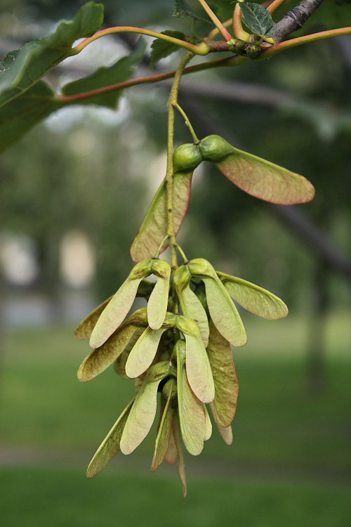 Изображение особи Acer pseudoplatanus.