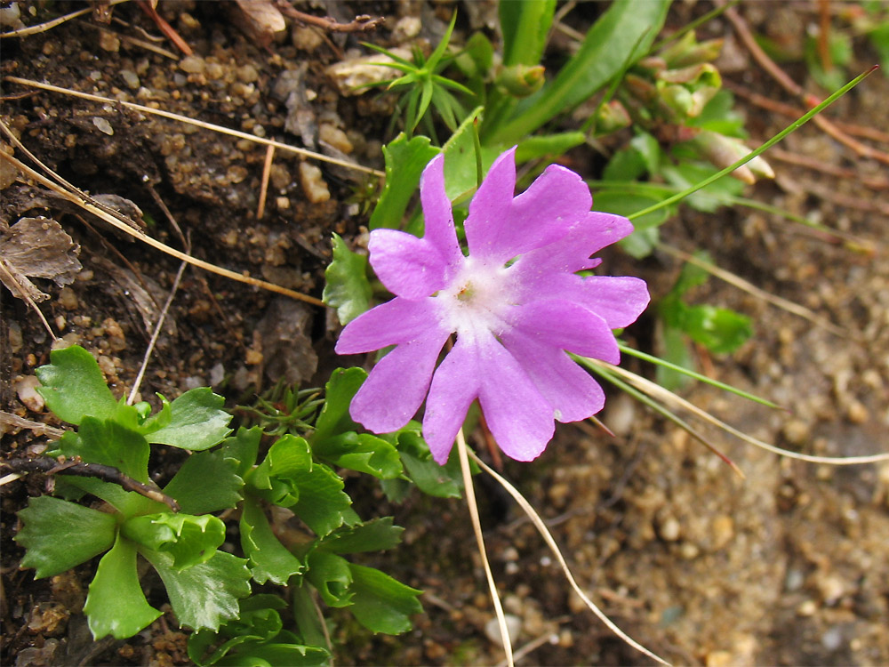 Image of Primula minima specimen.