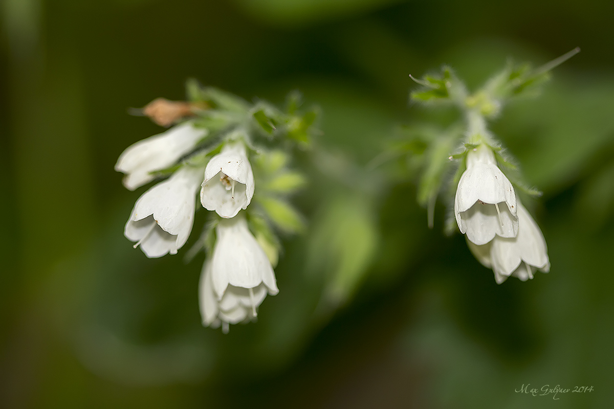 Изображение особи Symphytum tauricum.