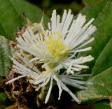 Fothergilla major. Соцветие. Германия, г. Дюссельдорф, Ботанический сад университета. 02.06.2014.