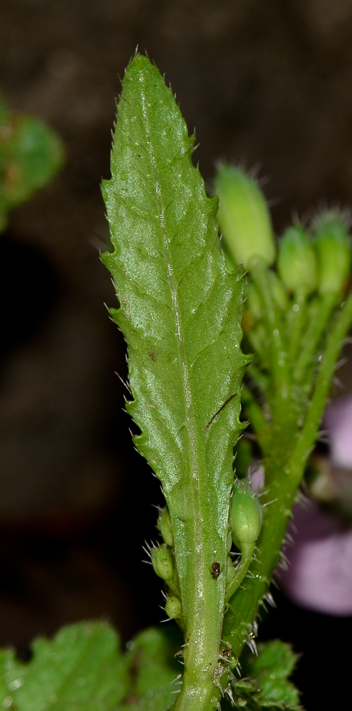 Image of Raphanus rostratus specimen.